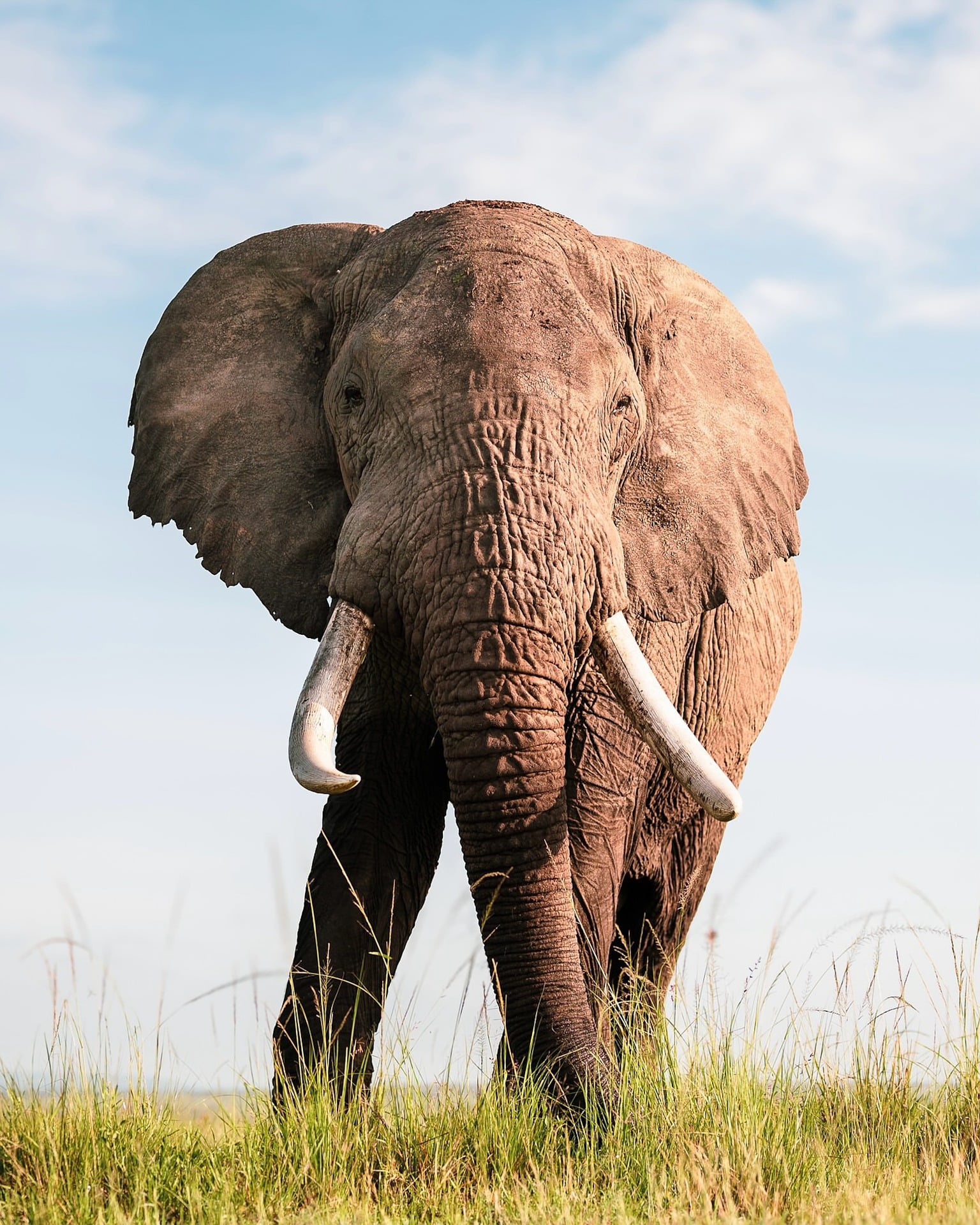 shahzadskk elephant 9772462 1920